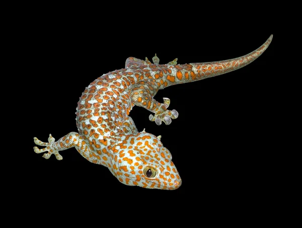 A Tokay gecko in black back — Stock Photo, Image