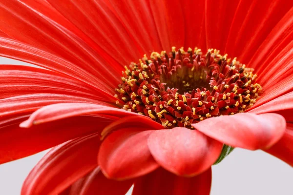 Röd gerbera blomma närbild — Stockfoto