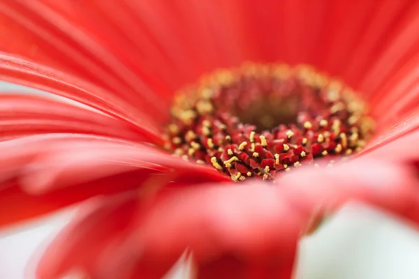 Rode gerbera bloem close-up — Stockfoto