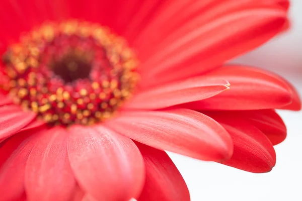 Rote Gerbera Blume Nahaufnahme — Stockfoto