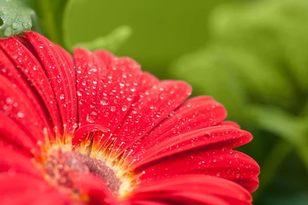 Molhado vermelho gerbera flor closeup — Fotografia de Stock