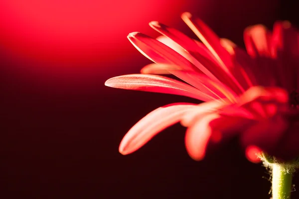 Gerbera rossa Fiore Primo piano — Foto Stock