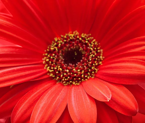 Vermelho Gerbera Flower Closeup — Fotografia de Stock