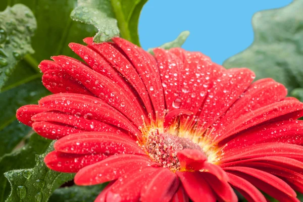 Bagnato gerbera rosso fiore primo piano — Foto Stock