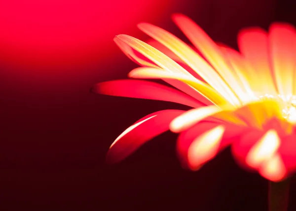 Gerbera rossa Fiore Primo piano — Foto Stock