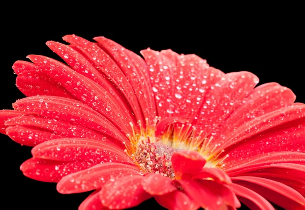 Molhado vermelho gerbera flor closeup — Fotografia de Stock