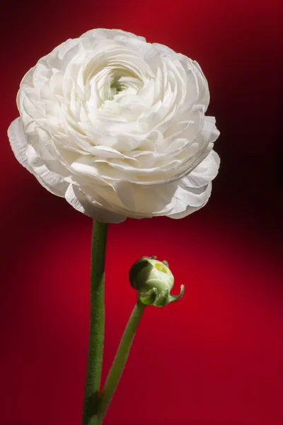 Jaskier biały kwiat — Zdjęcie stockowe