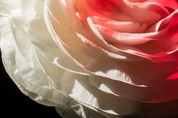 Buttercup flower detail — Stock Photo, Image