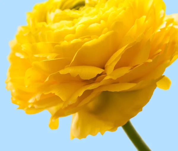 Detalle flor buttercup — Foto de Stock