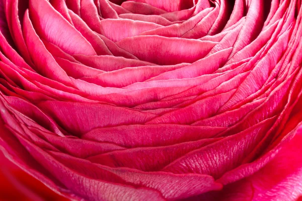 Jaskier kwiat detal — Zdjęcie stockowe