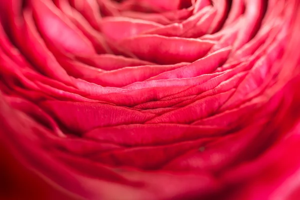 Buttercup flower detail — Stock Photo, Image