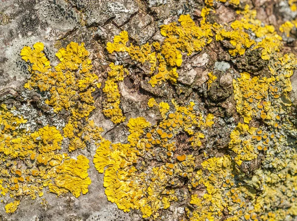 全帧自然背景在树皮上显示的黄色地衣 — 图库照片