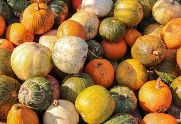 Lots of gourds — Stock Photo, Image