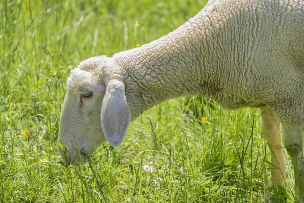 放牧绵羊在春天的时候 — 图库照片