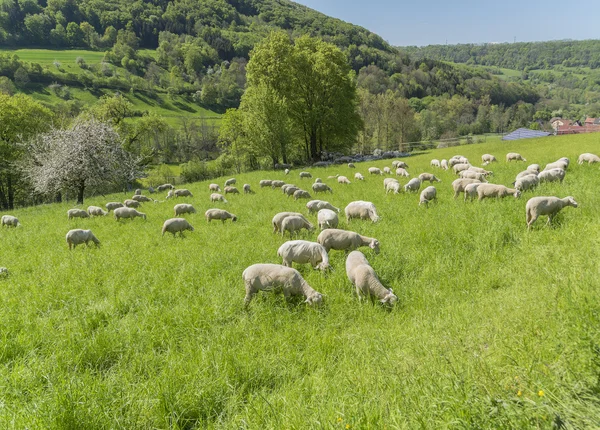 Овцы в весеннее время — стоковое фото