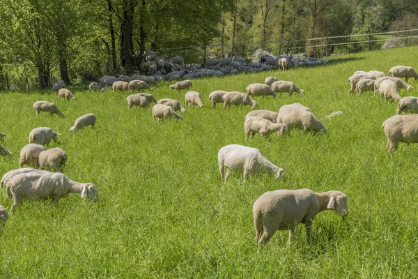 Schapen in het voorjaar — Stockfoto