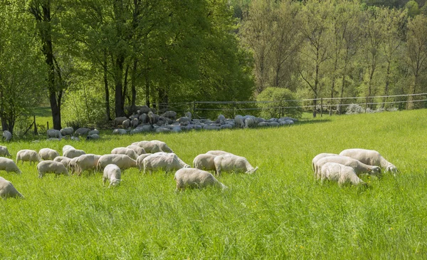 Πρόβατα την άνοιξη — Φωτογραφία Αρχείου