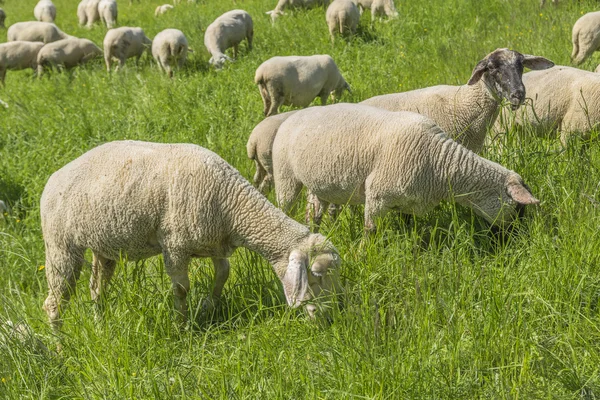 春天的羊 — 图库照片