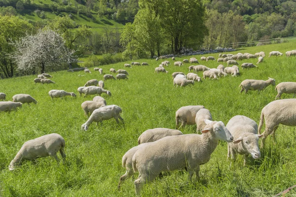 Вівці в весняний час — стокове фото