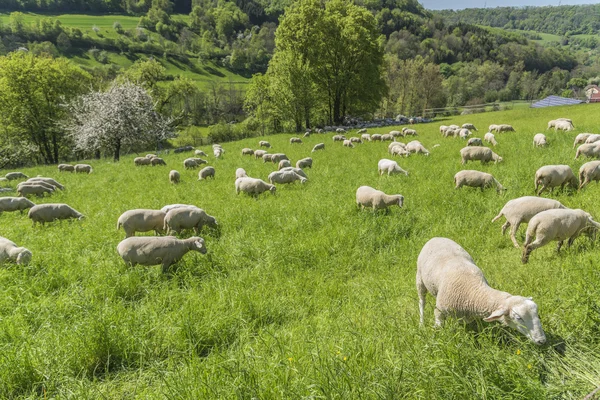 Вівці в весняний час — стокове фото