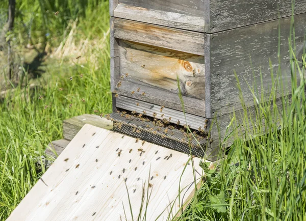 Beehive with bees — Stock Photo, Image