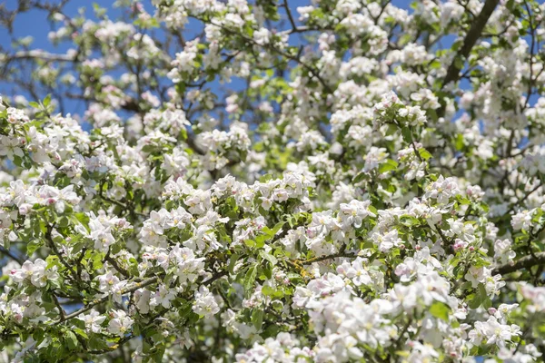 Много солнечных подсвеченных яблочных цветов в весеннее время — стоковое фото