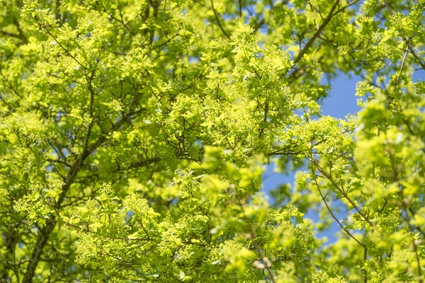 Sunny tree detail — Stock Photo, Image