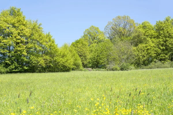 Rural springtime scenery — Stock Photo, Image