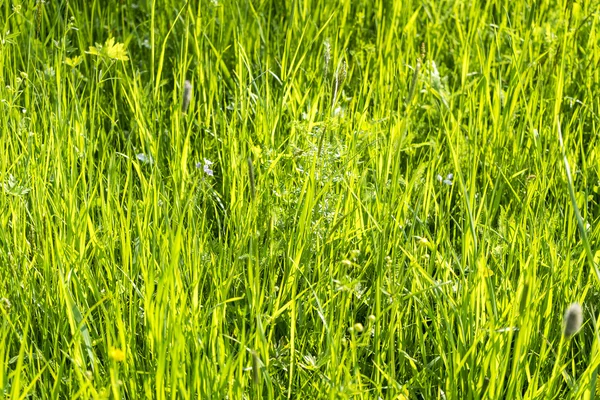 Soliga belysta gräsmark landskap — Stockfoto