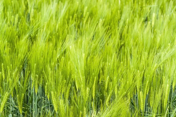 Barley field detail — Stock Photo, Image