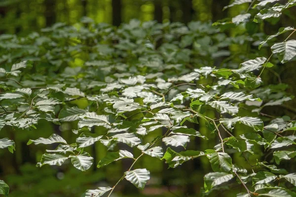 Feuilles vertes brillantes — Photo