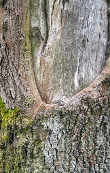 Detalhe do tronco da árvore — Fotografia de Stock