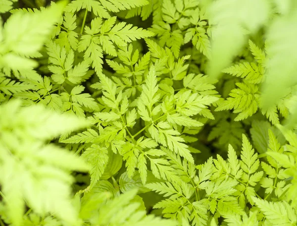 Green leaves pattern — Stock Photo, Image