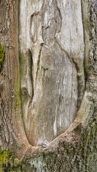 Détail tronc d'arbre — Photo