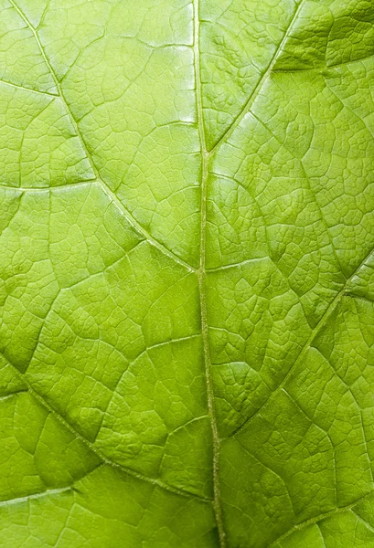 Grünes Blatt Detail — Stockfoto