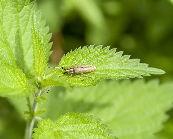 Scarabeo cornuto grigio fiorito d'oro — Foto Stock