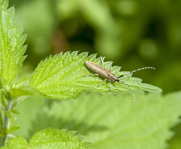 Golden-bloomed grey longhorn beetle — Stock Photo, Image