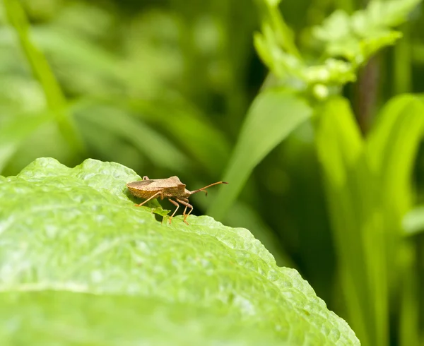 Bown schild bug — Stockfoto