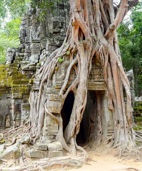 Kuil Ta Prohm di Angkor — Stok Foto