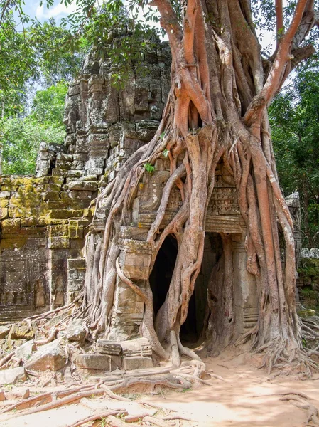 Ta Prohm temple at Angkor — Stock Photo, Image