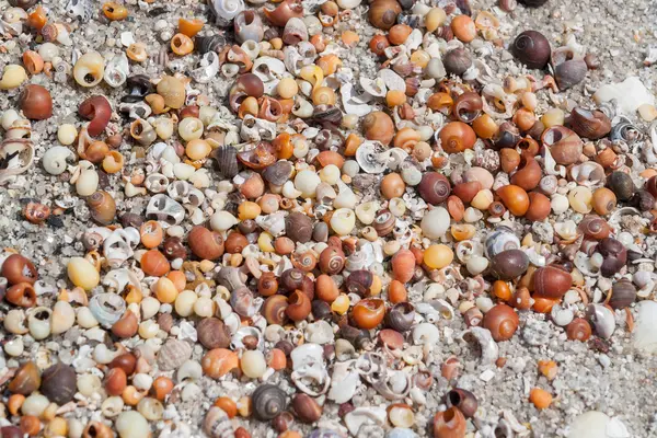 Muchas conchas de caracol de mar — Foto de Stock
