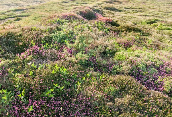 Renkli heath bitki örtüsü detay — Stok fotoğraf