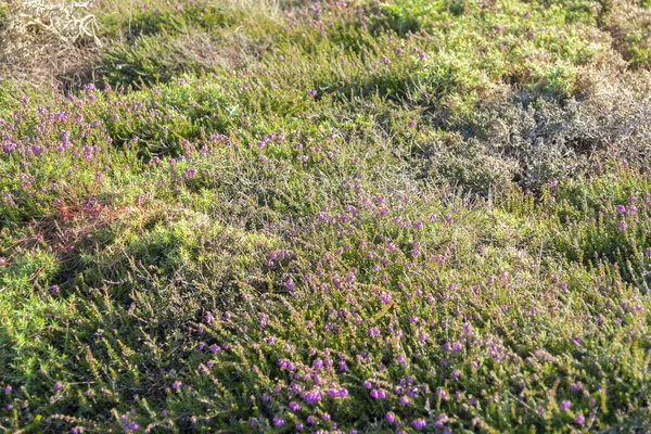 Renkli heath bitki örtüsü — Stok fotoğraf