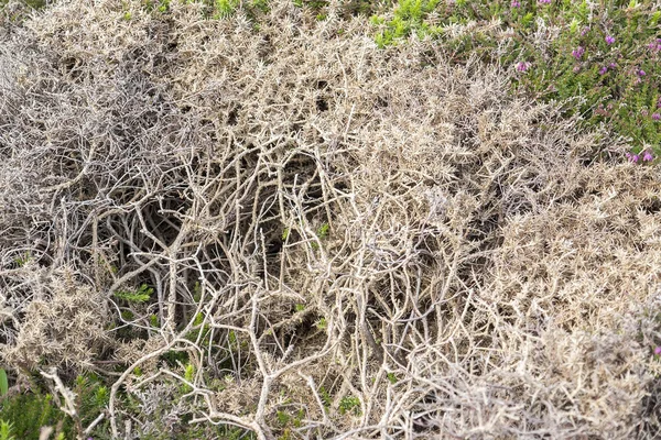 健康植被细节 — 图库照片