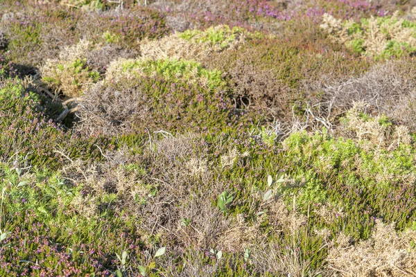 Roślinność kolorowe heath — Zdjęcie stockowe