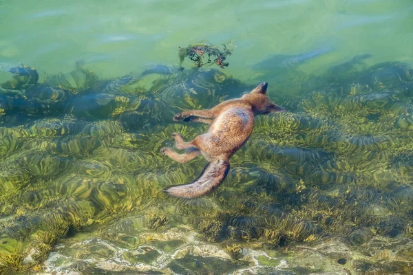 Renard mort dans la mer — Photo