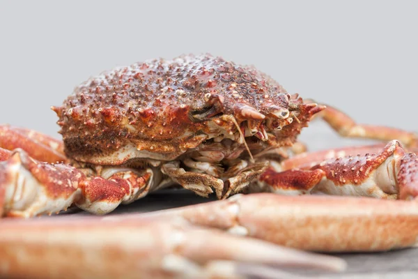 European spider crab — Stock Photo, Image