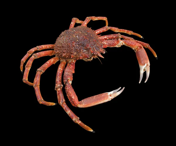 European spider crab — Stock Photo, Image