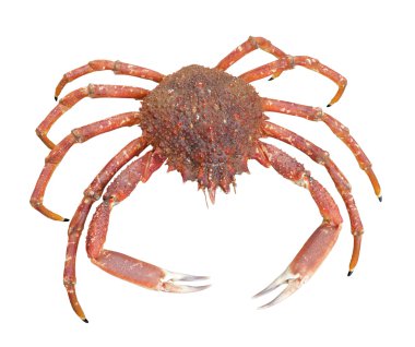 european spider crab clipart
