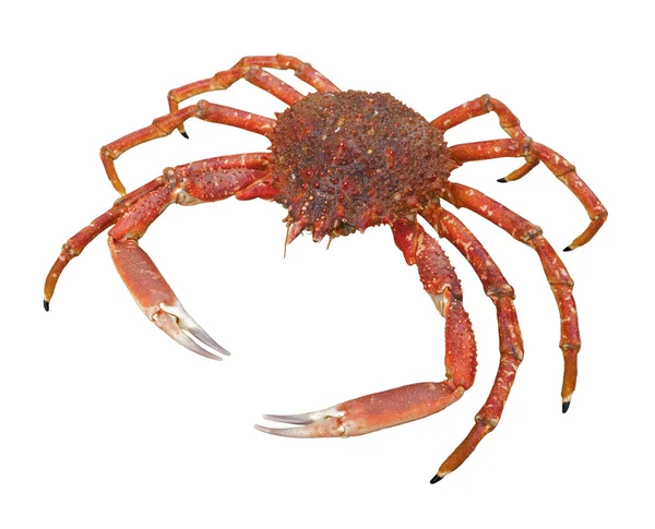 European spider crab — Stock Photo, Image